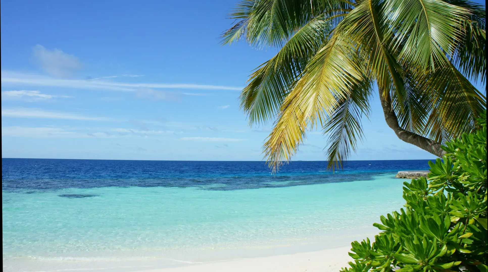 beach with palm tree and blue water